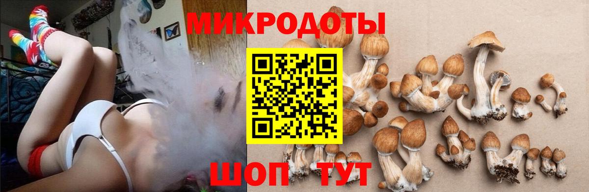Псилоцибиновые грибы Psilocybe Удомля